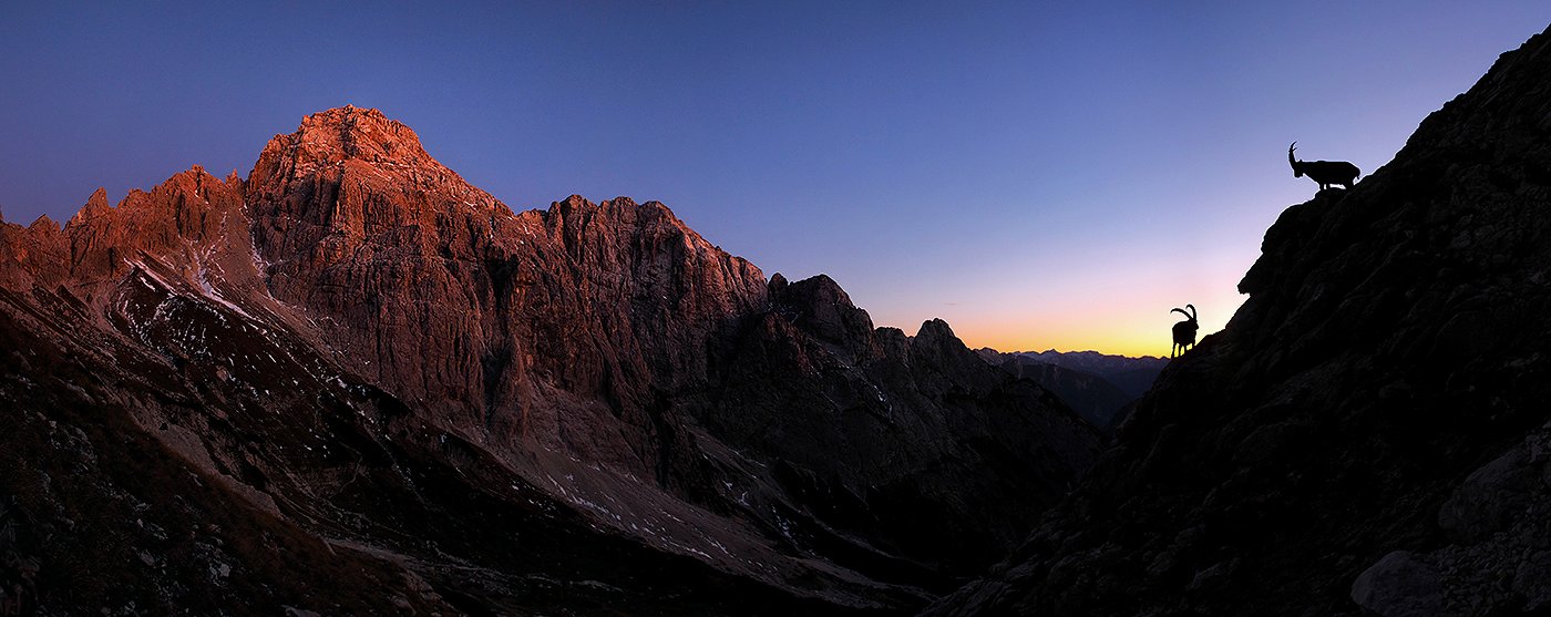 Zwei Steinböcke im Sonnenuntergang unterhalb des Mount Razor
