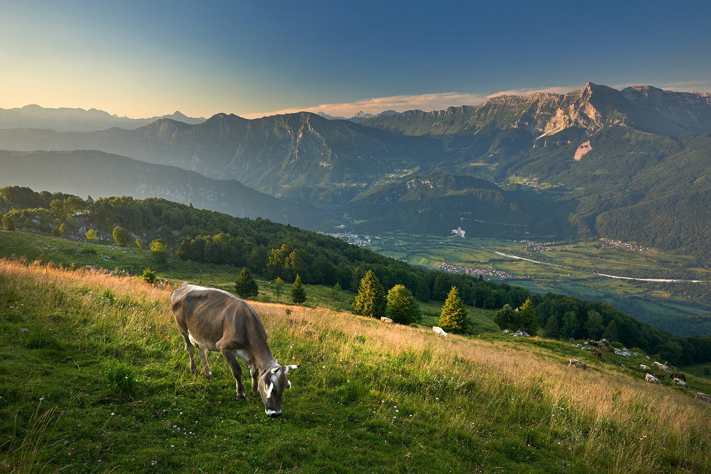 A cow grazes in the high mountains, in the background mountain Krn and Kobarid with the neighboring villages in the valley