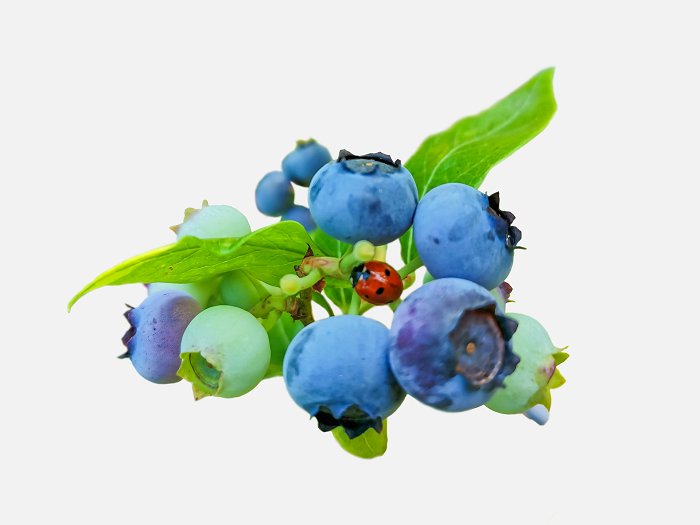 Jurkovič and Raholin families • American blueberries from the Soča Valley • Soča Valley Finest