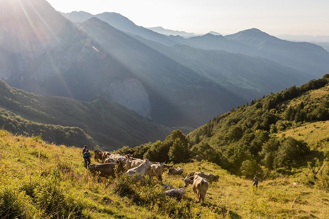 Gnanje-krav_Planina-Sleme_Jaka-Dolenc.jpg