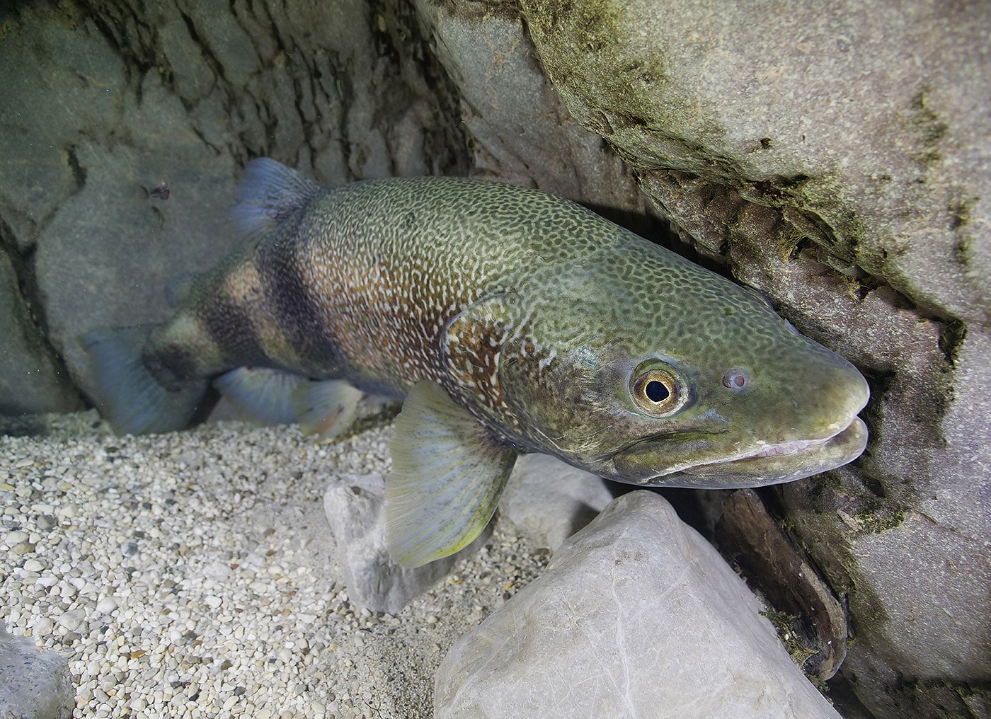 Soška postrv - salmo marmoratus