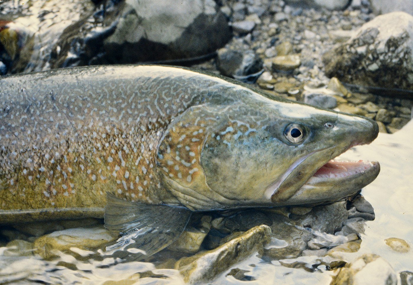 Soška postrv - Salmo marmoratus