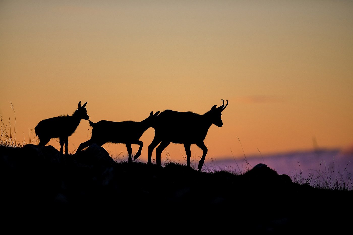 Bogy Urevc: Animali abitanti delle Alpi Giulie