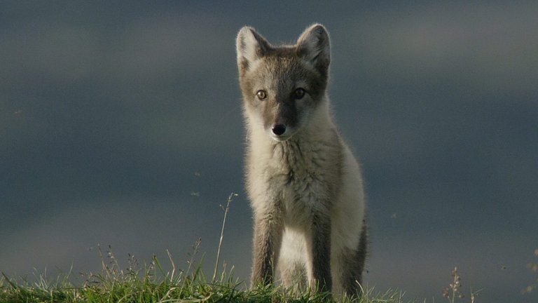 My-Sweden-A-Changing-Wilderness-1500x844.jpeg