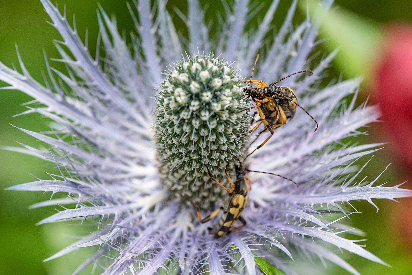 Eryngium - Alpinum Juliana