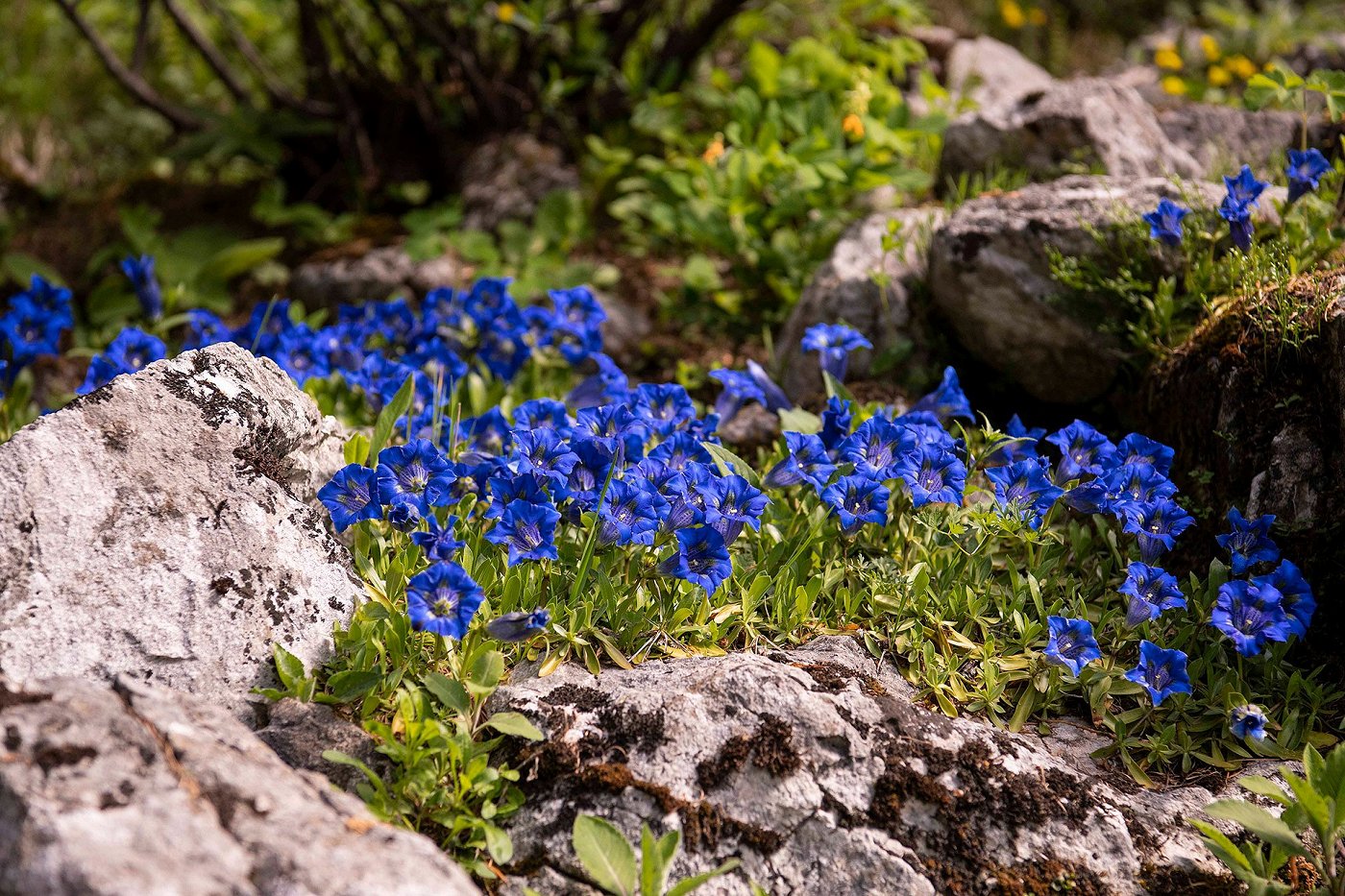 Gentiana angustifolia - Alpinum Juliana