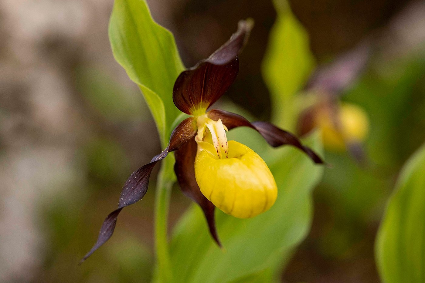 Cypripedium calceolus - Alpinum Juliana